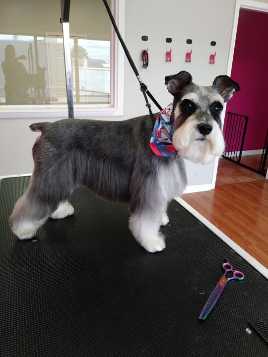 Shaggy to Chic Pet Grooming Bowling Green, KY