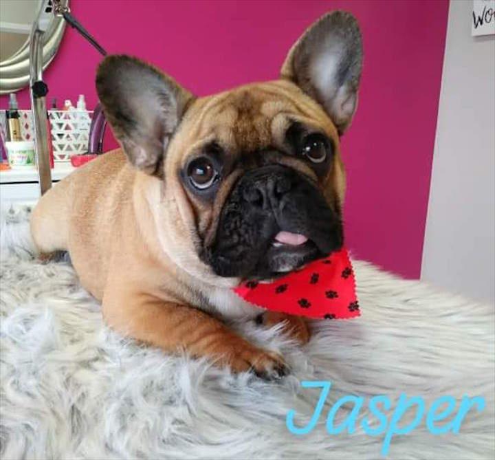 Dog after grooming